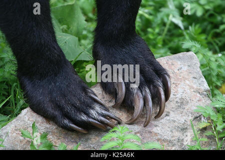 Artigli frontali di un sud-est asiatico Sun orso o Honey Bear (Helarctos malayanus), che poggiano su una roccia. Foto Stock