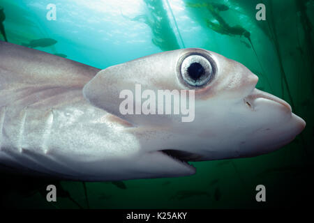 Testa, occhi e bocca del bambino smerlata Squalo Martello (Sphyrna lewini), Kane'ohe Bay, Hawaii - Oceano Pacifico. Questa immagine è stata alt digitalmente Foto Stock