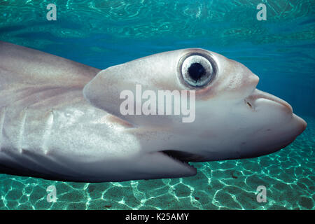 Testa, occhi e bocca del bambino smerlata Squalo Martello (Sphyrna lewini), Kane'ohe Bay, Hawaii - Oceano Pacifico. Questa immagine è stata alt digitalmente Foto Stock