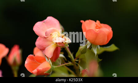 Dai giardini di Mirabell, Mirabellgarten in Salzburg, Austria. Alcune scene dal suono di musica sono stati girati qui. Foto Stock