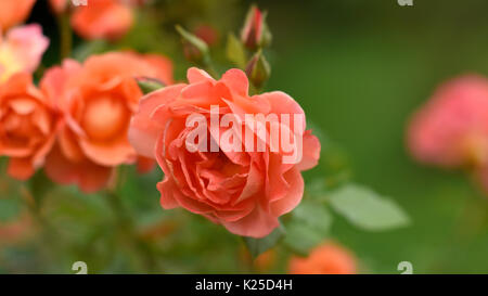 Dai giardini di Mirabell, Mirabellgarten in Salzburg, Austria. Alcune scene dal suono di musica sono stati girati qui. Foto Stock