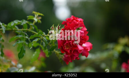 Dai giardini di Mirabell, Mirabellgarten in Salzburg, Austria. Alcune scene dal suono di musica sono stati girati qui. Foto Stock