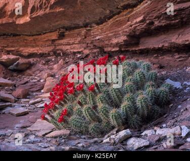 Un claret cup cactus fiorisce fiori rossi presso il Parco Nazionale di Canyonlands Maggio 9, 2012 vicino a Moab, Utah. Foto Stock