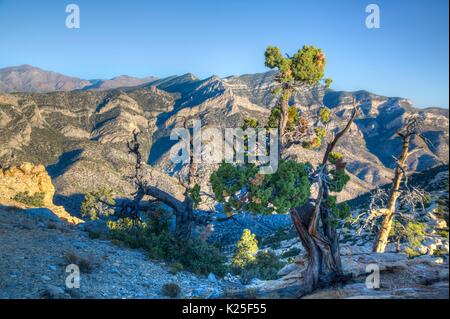 Canyon, creste e picchi di montagna e sparse pinyon pini al La Madre Mountain Wilderness entro il Red Rock Canyon National Conservation Area 27 Settembre 2016 vicino a Las Vegas, Nevada. Foto Stock