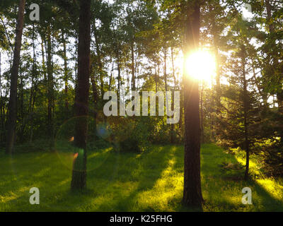 Bel mattino fasci di luce, sunrise sfondo nella foresta Foto Stock