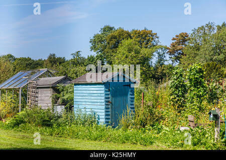 In legno di colore blu Tettoia da giardino e serra su appezzamenti in Compton, un villaggio vicino a Guildford, Surrey, sud-est Inghilterra Foto Stock