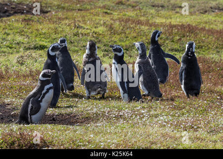 Magellanic Penguin Spheniscus magellanicus da burrows carcassa isola Falkland Malvinas Foto Stock