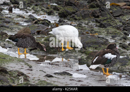 Maschio e femmina oca Kelp Chloephaga hybrida carcassa isola Falkland Malvinas Foto Stock