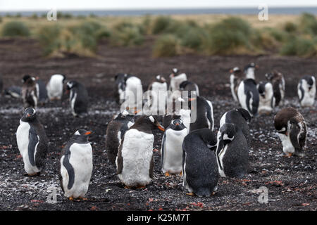 Gentoo penguin Pygoscelis papua Sealion Isola Falkland Malvinas Foto Stock