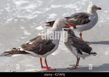 Bambini che chiedono cibo Dolphin Gull Larus scoresbii Sealion Isola Falkland Malvinas Foto Stock