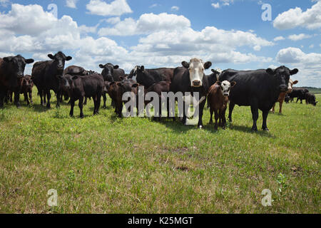 Curioso vacche e vitelli su un Sud Dakota farm Foto Stock