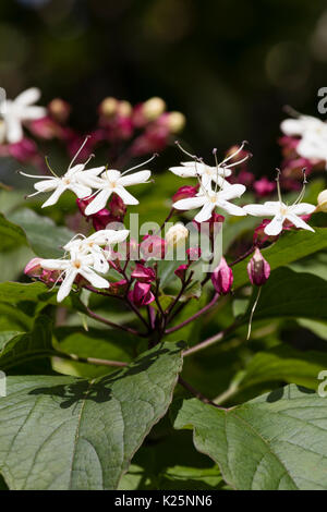 Bianco, tarda estate dei fiori di arlecchino glorybower, Clerodendrum trichotomum var. fargesii Foto Stock