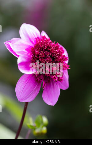 Unico colore blu venato fiore rosa dell'anemone centrato dalia, Dahlia 'Blue Bayou' Foto Stock