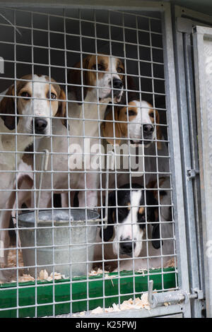 Foxhounds alla mostra campestre Patterdale Dog Day Ullswater English Lake District 26.8.17 Foto Stock