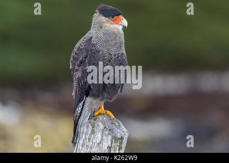 Crestato meridionale Caracara Polyborus plancus carcassa isola Falkland Malvinas Foto Stock