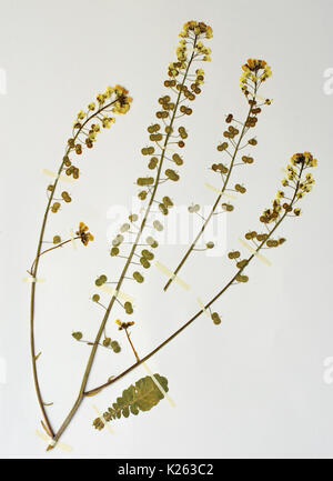 Un erbario foglio con biscutella didyma, il buckler di senape o di biscutella mediterraneo, dalla famiglia brassicaceae (cruciferae) Foto Stock