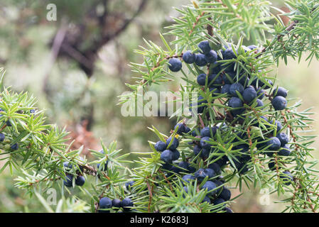 Bacche di ginepro sul ramo closeup Foto Stock