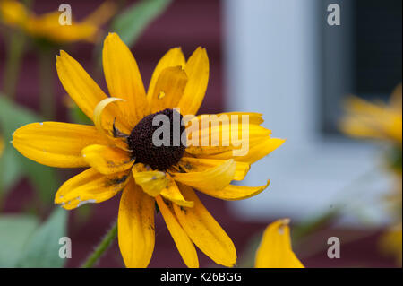 Black Eyed Susan nella tarda estate Foto Stock