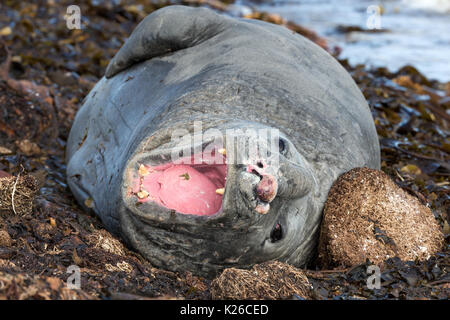 Maschio guarnizione di elefante sbadigli che mostra un trauma da precedenti battaglie Isola di carcassa Falkland Malvinas Foto Stock