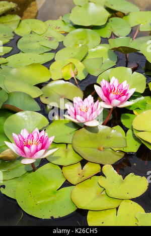 Rosa ninfee in uno stagno Foto Stock