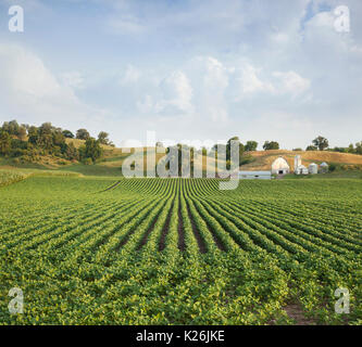 Campo di soia e agriturismo colline nel midwestern Stati Uniti d'America Foto Stock