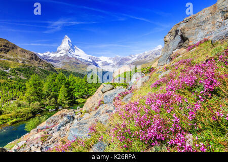 Zermatt, Svizzera. Monte Cervino vicino Lago Grindjisee con fiori in primo piano. Cantone del Vallese. Foto Stock