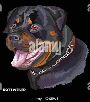 Ritratto colorato di Rottweiler isolato illustrazione vettoriale su sfondo nero Illustrazione Vettoriale