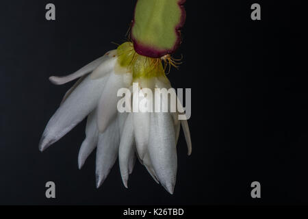 Il delicato bianco esotico fiore di un cactus di Natale cresce in una serra nel Regno Unito. Foto Stock