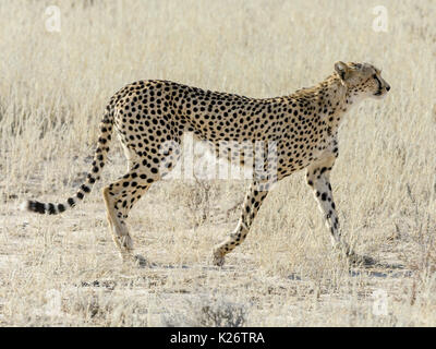 Femmina di ghepardo (Acinonyx jubatus), kgalagadi transfrontaliera parco nazionale, Capo nord, sud africa Foto Stock