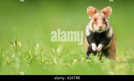 Unione hamster (Cricetus cricetus) in piedi sulle zampe posteriori, habitat naturale, animale selvatico, Austria Inferiore, Austria Foto Stock