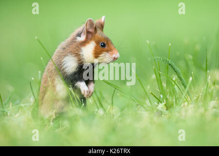 I giovani europei hamster (Cricetus cricetus) in piedi sulle zampe posteriori, habitat naturale, animali giovani animali selvatici, Austria inferiore Foto Stock