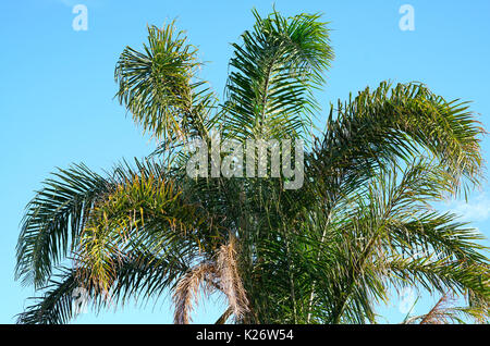 Australian Golden canna fronde di palme sventolando nella brezza del mare contro il cielo blu. Foto Stock