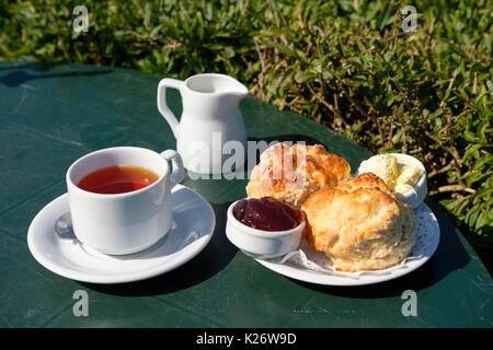 Cornish cream tea, tè e biscotti e clotted cream, Lizard Point, Cornwall, England, Regno Unito Foto Stock