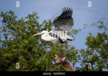 Cocoi airone rosso (Ardea cocoi) alla partenza, Pantanal, Mato Grosso do Sul, Brasile Foto Stock