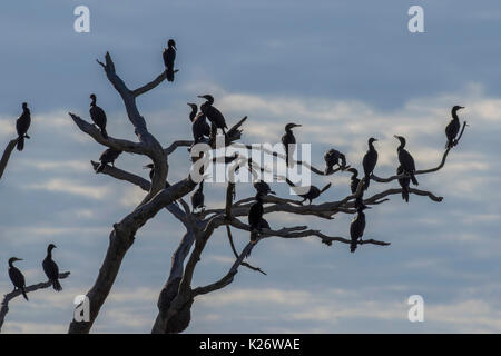 Olivaceous cormorano (Phalacrocorax brasilianus), gregge seduto su albero secco, retroilluminato, Pantanal, Mato Grosso do Sul, Brasile Foto Stock