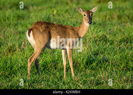 Pampa deer (Ozotoceros bezoarticus), femmina, Pantanal, Mato Grosso do Sul, Brasile Foto Stock