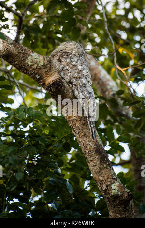 Grande potoo (Nyctibius grandis) seduto sul ramo, camuffati, Pantanal, Mato Grosso do Sul, Brasile Foto Stock