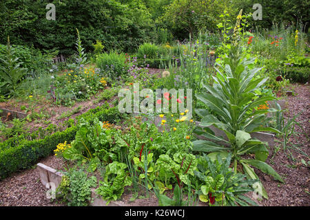 Agriturismo giardino con le bietole (Beta vulgaris) Mullein (Molène), pieplant e orache, Germania Foto Stock