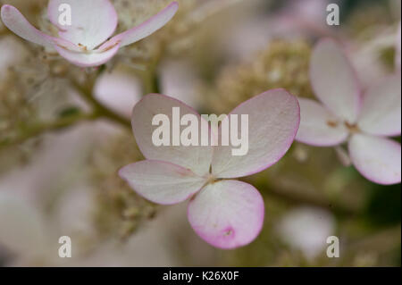 Quattro petaled non fertile diamante rosa Ortensia fiore in tarda estate e inizio a cambiano dal bianco al rosa. Foto Stock