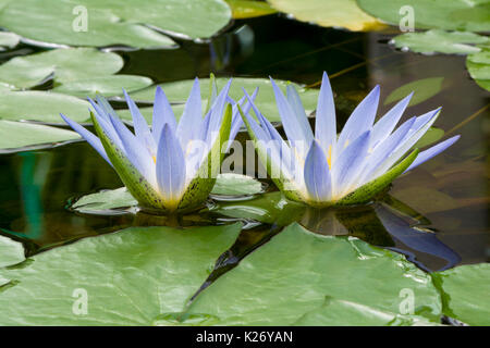 Piccole e formata di recente Nymphaea Caerulea waterlilies. Noto come il blue lotus, blue lotus egiziano, blu ninfee blu acqua egiziano giglio, sacro Foto Stock