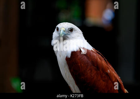 Eagle sul tavolo, Filippine Foto Stock