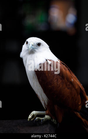 Ritratto di un eagle, Filippine Foto Stock