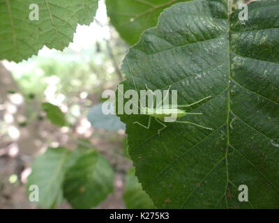 OAK BUSH CRICKET Meconema thalassinum - femmina foto: Tony Gale Foto Stock