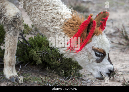 Llama con testa-vestito alto Plato Perù Foto Stock