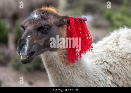 Llama con testa-vestito alto Plato Perù Foto Stock