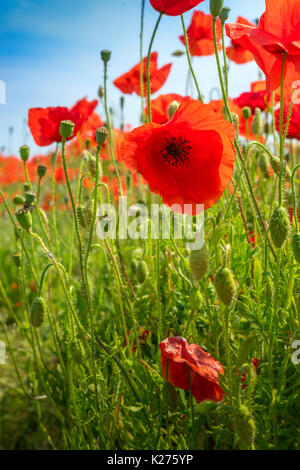 Papaveri in un campo di semi di papavero Foto Stock