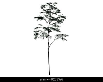 3D rendering di una silhouette albero isolato su sfondo bianco Foto Stock