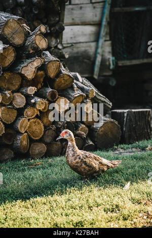 Stormo di anatre in cortile Foto Stock