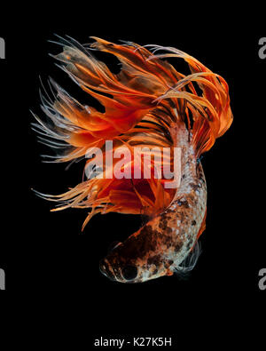 Betta pesce, siamese fighting fish 'Orange Fancy Crowntails' isolato su sfondo nero in movimento belle foto macro Foto Stock