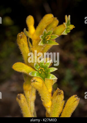 Insolita di colore giallo brillante e il verde dei fiori di Anigozanthos - kangaroo paw, una tolleranza alla siccità australiana pianta nativa Foto Stock